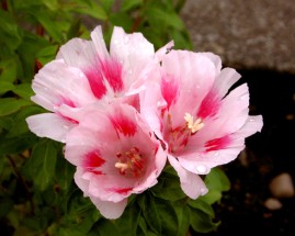 A late flowering Godetia from a random scattering of a packet of seeds